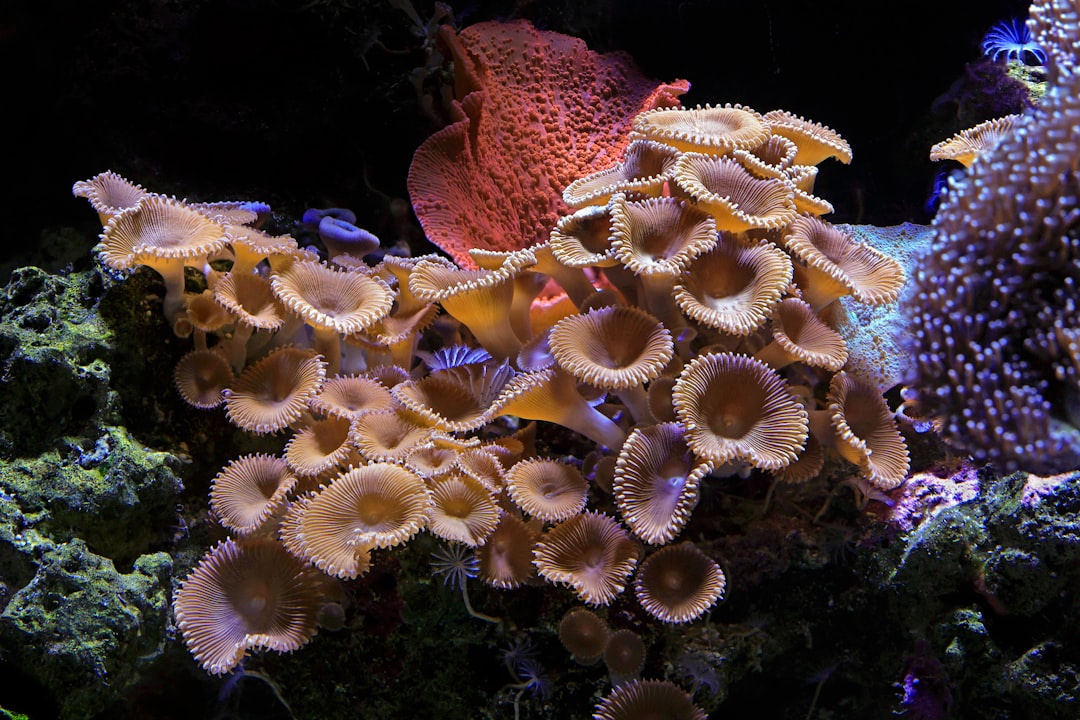 Underwater Coral Paradise