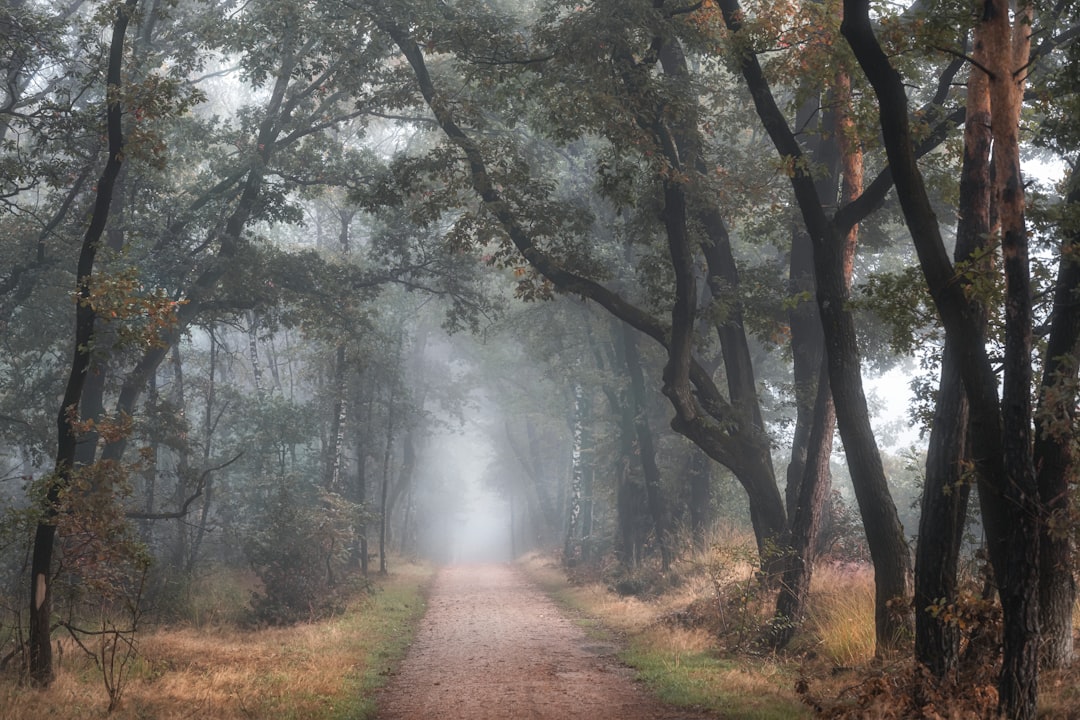 Mystical Forest Journey