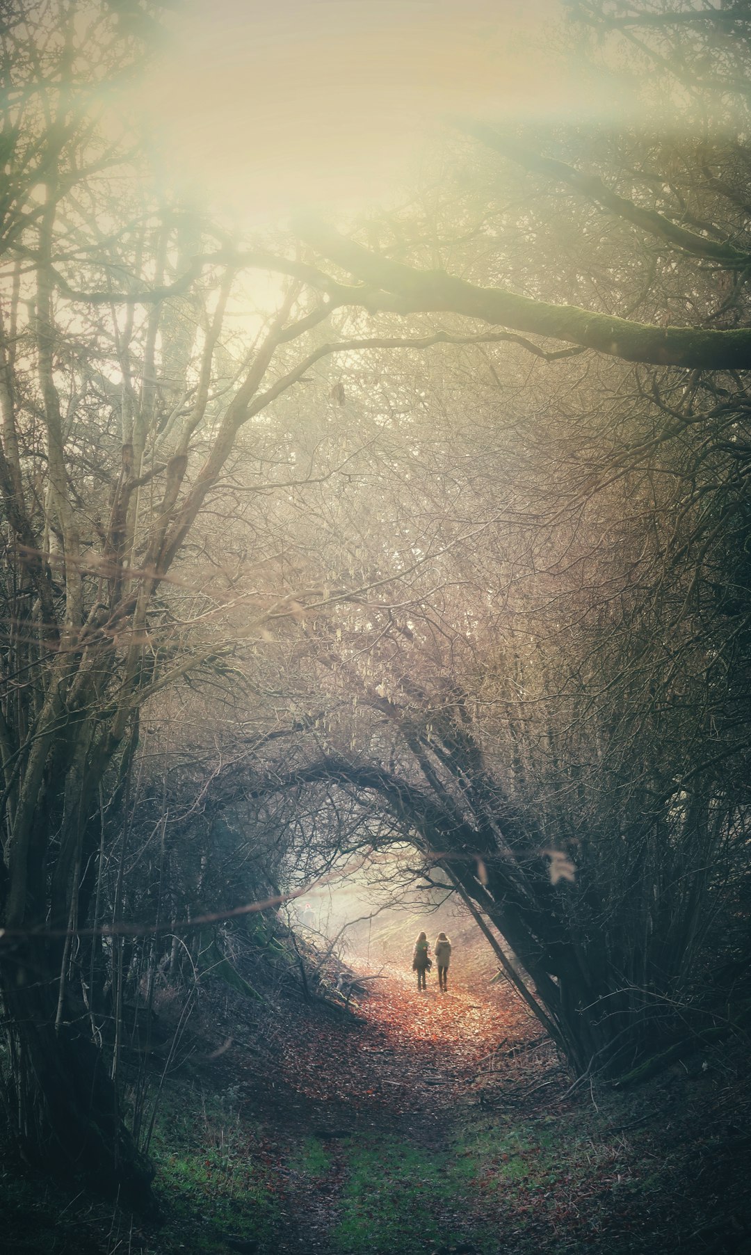 Forest Walk